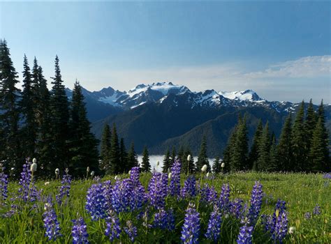There are 244 named mountains in Olympic Mountains. . Olympic pen